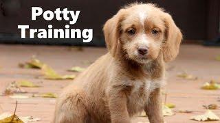 How To Potty Train A Poogle Puppy - Poogle House Training Tips - Housebreaking Poogle Puppies Fast