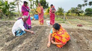 আজ আমাদের বাগানে শীতকালের আলু পিঁয়াজ চারা লাগানো হল