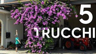 Prendersi cura della Bougainvillea: 5 motivi per cui non fiorisce!