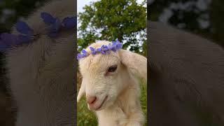 cute  Bakra | Bakra  status #eidmubarak | #eidspecial #eiduladha2024