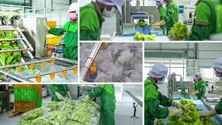 Lettuce Salad processing Plant