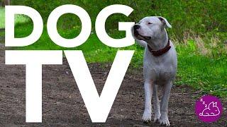 DOG TV - 20 HOURS OF THE MOST EXCITING VIDEOS FOR DOGS! Virtual Dog Walk!