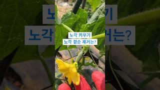 노각 많이 수확 하려면?