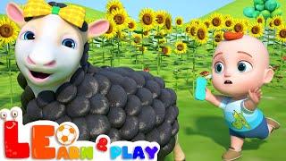 Baa Baa Black Sheep | Animals for Kids | Learning Videos for Kids | Learn & Play with Leo