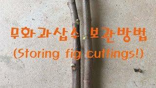 겨울철 무화과 삽수 보관방법[Storing Fig Trees During Winter!, Storing fig cuttings!]