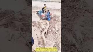 Life-Saving Rescue Amid a Flood.
