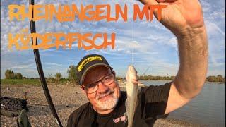 Rheinangeln mit Köderfisch auf #zander #raubfisch #Wels #Rapfen #Hecht#Räuber#Aal #angeln