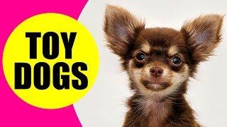 TOY DOG BREEDS - List of Smallest Dog Breeds in the World