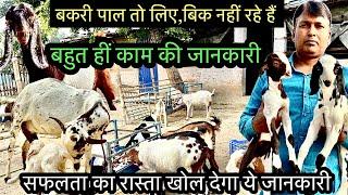 किस नस्ल से करें शुरुआत।। बकरी,बच्चे सेल करना मुश्किल क्यों।।bakri palan kaise karen