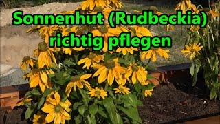 Sonnenhut (Rudbeckia) richtig pflegen gießen düngen schneiden vermehren Standort Rudbeckien