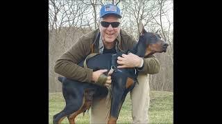 topcat 129 and Nixon the Doberman coming at you live on St Patrick's Day