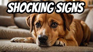 9 Shocking Signs Your Dog Is Crying Out for Help – Don't Miss These!