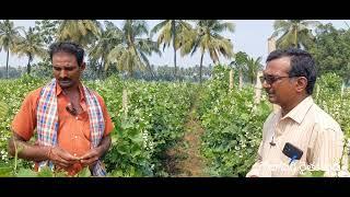 చిక్కుడు సాగు లాభాలు పుష్కలం || Success Story of Broad beans Farming || గోదావరి రైతు బడి 4k VIDEO