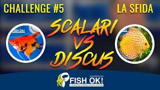  Vediamo cosa scegliere tra Scalari e Discus: La Sfida Challenge #5