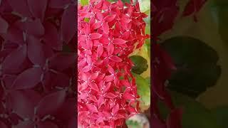 Different Stages of Indian Jasmine Flower | It's Beautiful