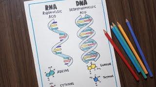 DNA & RNA Diagram | Label Drawing Of DNA & RNA | Science Drawing