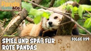 Liebe bei den Okapis und Katzenbären und ein ungewöhnlicher Künstler im Zoo | Panda, Gorilla & Co.