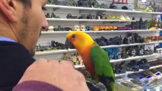 Jenday Conure Melbourne | Jenday Conure Parrots