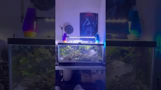 40 Gallon Breeder Fish Tank Plant Growth