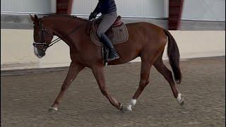 *HUNTER/DRESSAGE*MACADE, 2019, gelding by Donnerhall @ANSporthorses