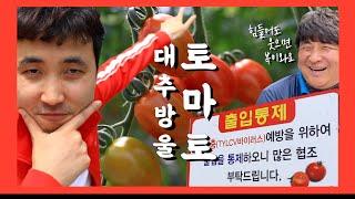 [태안농협] 빨간맛! 세도 대추방울토마토