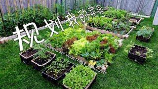 规划我的菜园（立体种植 共生种植 70+种蔬菜一次性落户到菜床）PLANNING MY VEGETABLE GARDEN  (70+ kinds of vegetables )