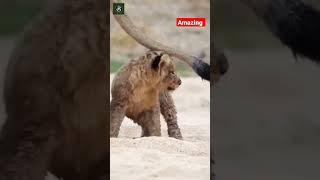 Amazing cutest cubs play with mother tally #shorts #cubs #wildlife