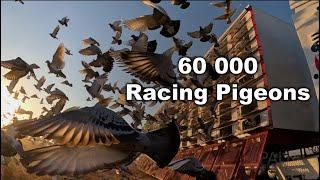 60 000 Racing Pigeons