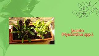  Jacinto (Hyacinthus spp.). 