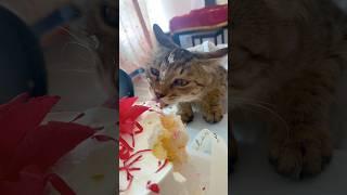 The cat is secretly eating the cake.#cat #cute #funny #cats