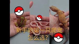 新手的第一只爬宠怎么选？