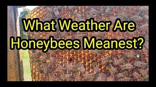 What Weather Are Honeybees Meanest?