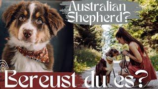 Erster eigener Hund ein Australian Shepherd?! Welpenzeit, Pubertät, Auslastung... - Meine Erfahrung