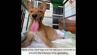 Fudge the two legged dog - the story so far
