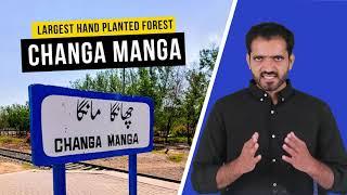 Largest Hand Planted Forest in the World - Changa Manga - Economy.pk