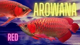 Arowana Arwana Monster Predator Fish @rcaquatic | Falcon Aquarium Services