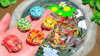 Catch Ornamental Pacman Frog in Tiny Pond, Purple Guppy, Ping Pong Pearl Fish, Paradise Fish, Turtle