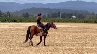 Training horse with Crysta Awtry at Riding with Class, Skye at 30 days under saddle.