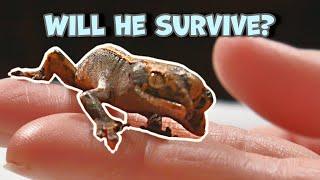 We Hatched a 2 Headed Crested Gecko!!!