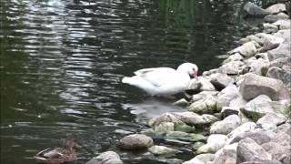 Ententeich im Stadtpark Anklam