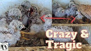 Crazy and Raw: Kestrel Nestlings Devour Sibling After Chameleon Choke! Viewer Discretion Advised