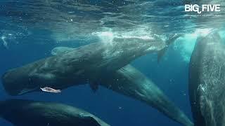 BIG FIVE Iconic Animals in the Atlantic Ocean