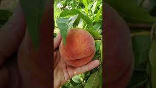 CFP PEACH HARVEST 2021 HD