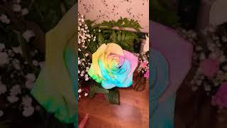 Rainbow Roses