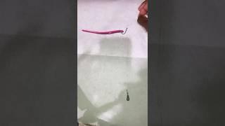 How To Setup A Drop Shot ( Bass Fishing Tips) #shorts #fishing #thecsickfisherman