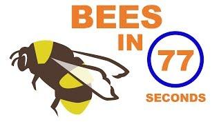 Everything You Need To Know About BEES in 77 SECONDS