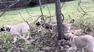 Kangal puppies!!!