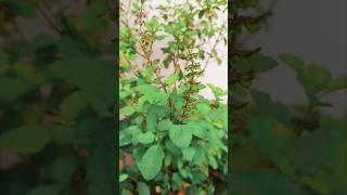 Hindu Dharam anusar tulsi ji ki seva...🪴️️#shorts #ytshorts #plants #shortsfeed