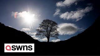 Fears vandals hacked down Robin Hood-famed Sycamore Gap tree on Hadrian's Wall | SWNS