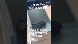 메추리키우기!! 도와주세요 #메추리 #아파요